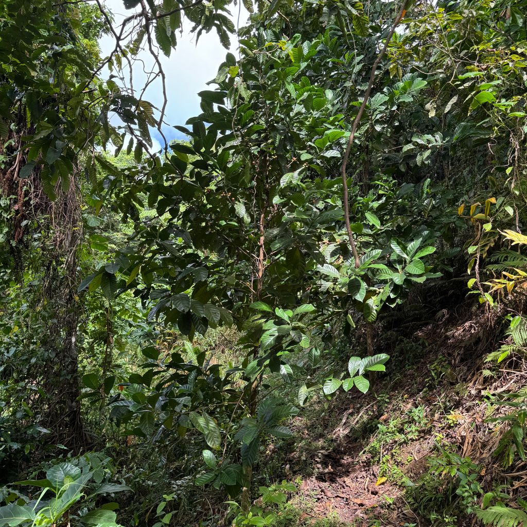 Native reforestation and watershed protection