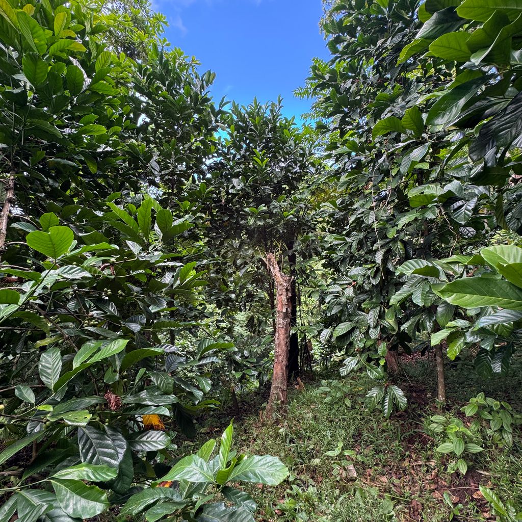 Agroforestry development